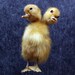 taxidermy of 2 head freak duckling, made by 2 ducklings