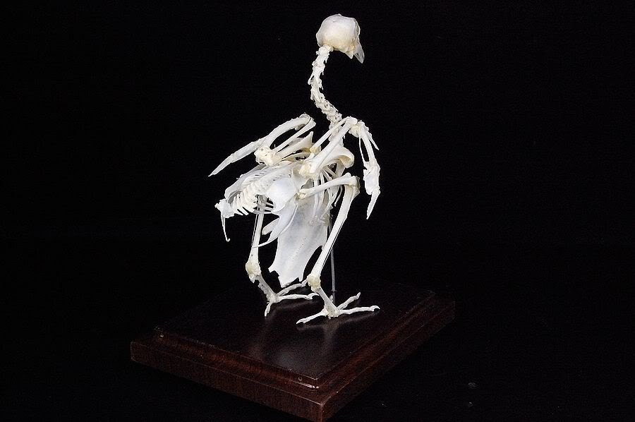 Real pigeon dove skeleton specimen with display case and