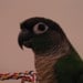 fluffybird