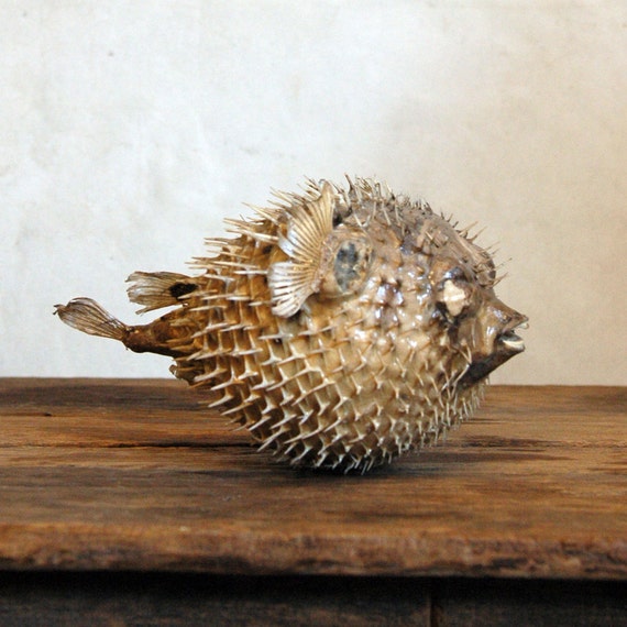 stuffed blowfish