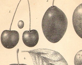 1891 Drupes, Different Kinds of Stone Fruits, Cherry, Plum, Peach, Apricot Antique Engraving to Frame