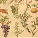 1901 Useful Plants, Grape, Grain, Root-Crops Original Antique Chromolithograph to Frame