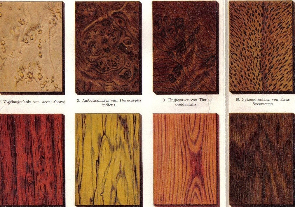 1897 Wood Types II. Maple Acer Palisander by
