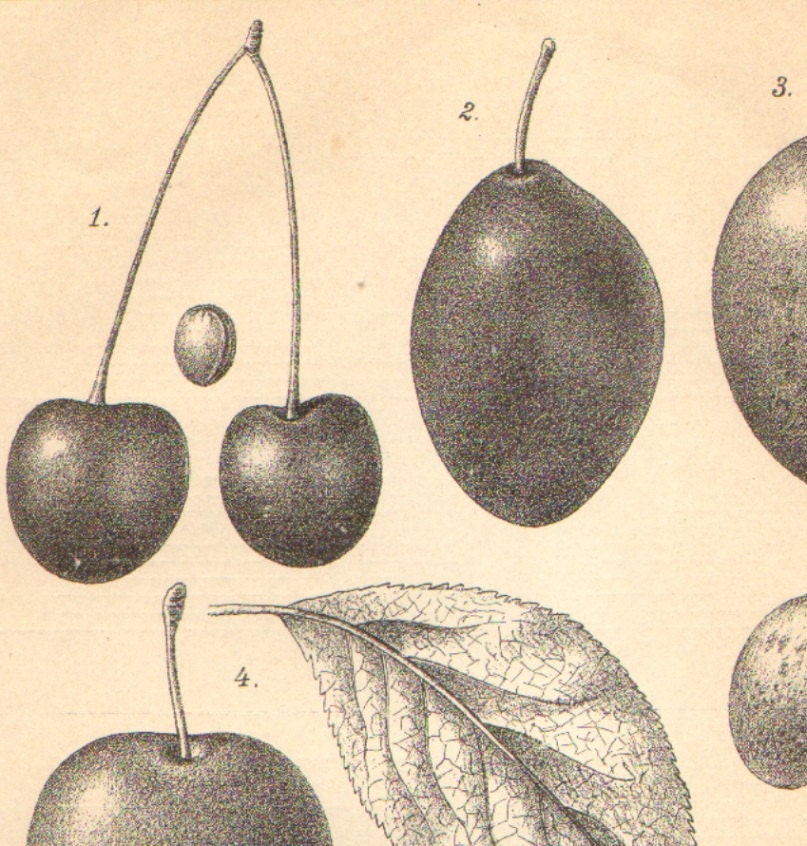 1891 Drupes Different Kinds of Stone Fruits Cherry Plum