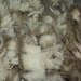 Raw Wool unwashed Rambouillet fleece