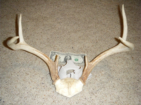 6 point Deer antler rack shed craft taxidermy by hiddentreasures4u