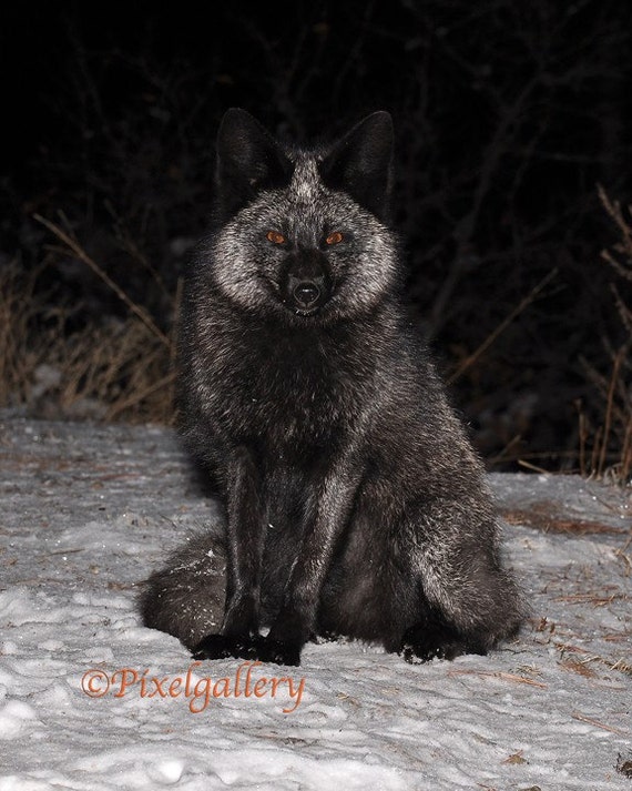 Items similar to Beautiful Rare Black Fox Colorado 8x10 Metallic