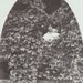 Flapper in the Flora- 1920s Vinatge Photograph- RPPC