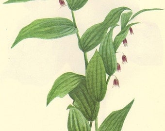 Vintage 1968 Botanical Print Wild Flowers of America Book PLATE 53 and 54 Western Twisted Stalk and Purple Trillium