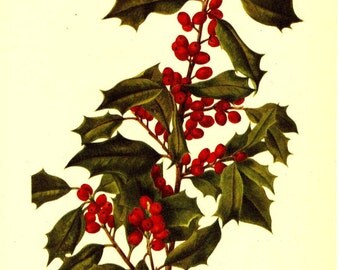Vintage Botanical Print 1968 Color Print Wild Flowers of America Book PLATE 212 213 American Holly and Jaupon Cassena Red Berries Plant
