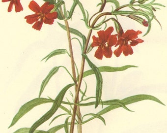 Vintage Botanical Print 1968 Color Print Wild Flowers of America Book PLATE 329 330 Turtlehead and Red Monkey Flower