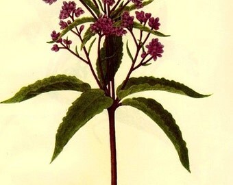 Vintage Botanical Print 1968 Color Print Wild Flowers of America Book PLATE 393 394 Butterbur and Joe-Pye Weed in Purple Violet Color