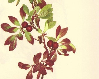 Vintage Botanical Print 1968 Color Print Wild Flowers of America Book PLATE 270, 271, 272 Bearberry and Ptarmigan Berry