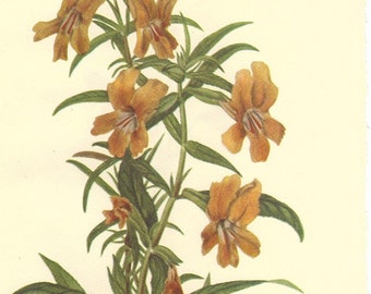 Vintage Botanical Print 1968 Color Wild Flowers of America Book PLATE 327 328 Bush Monkey Flower and Alpine Monkey Flower