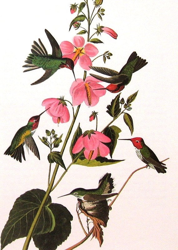 Vintage Bird Print 1979 Audubon Birds Hummingbird Vintage Art