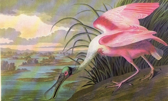 Bird Print Audubon Vintage 1979 Spoonbill Birds of America Art Collectable Book PLATE 20 Roseate Spoonbill Beautiful Pink Birf Lake Nature
