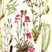 Vintage 1970 Color Art Print Wild Flowers Book PLATE 13 Tunic Flower, Nottingham Catchfly, Comon Pink, Red Catchfly