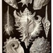 Ernst Haeckel Art Print 2010 Beautiful Book Page PLATE 53 54 Beautiful Ocean Sea Large Shells Black White Whimsical Octopus in Golden Brown