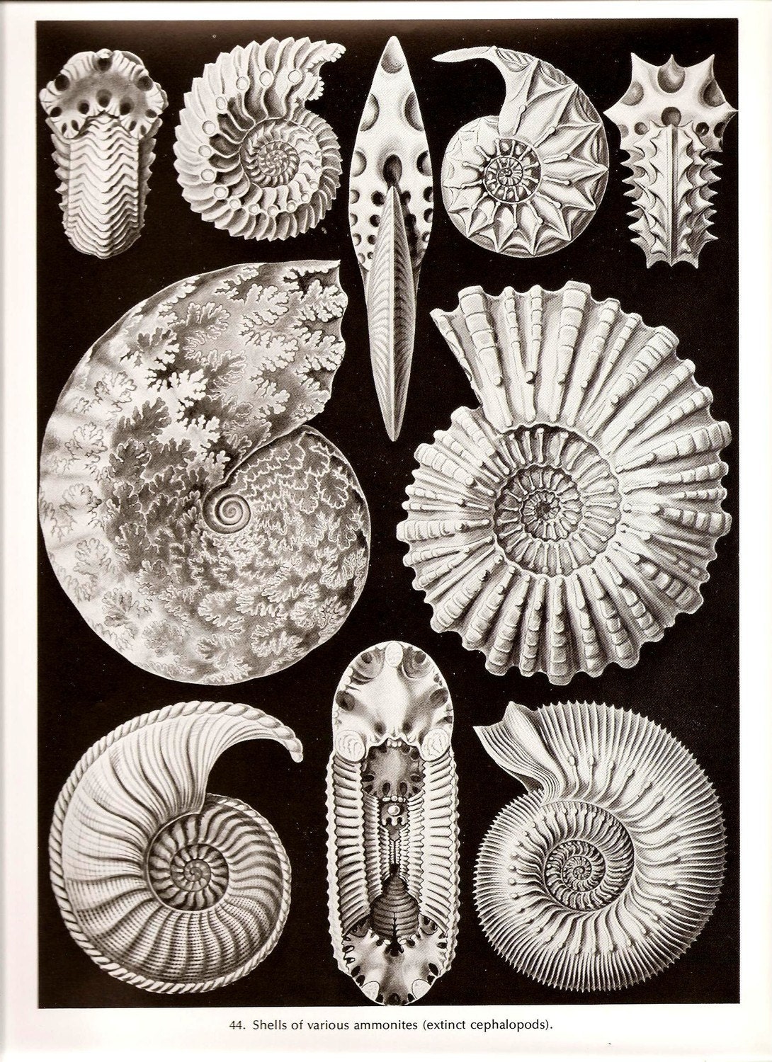 Ernst Haeckel SEA SHELLS Art Print Vintage Book PLATE 43 and