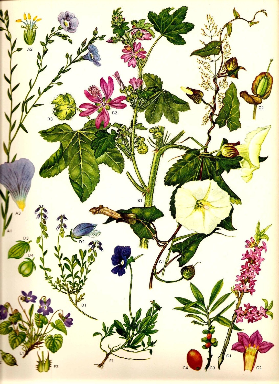 Vintage Flowers 1970 Botanical Art Print Wild Original Book