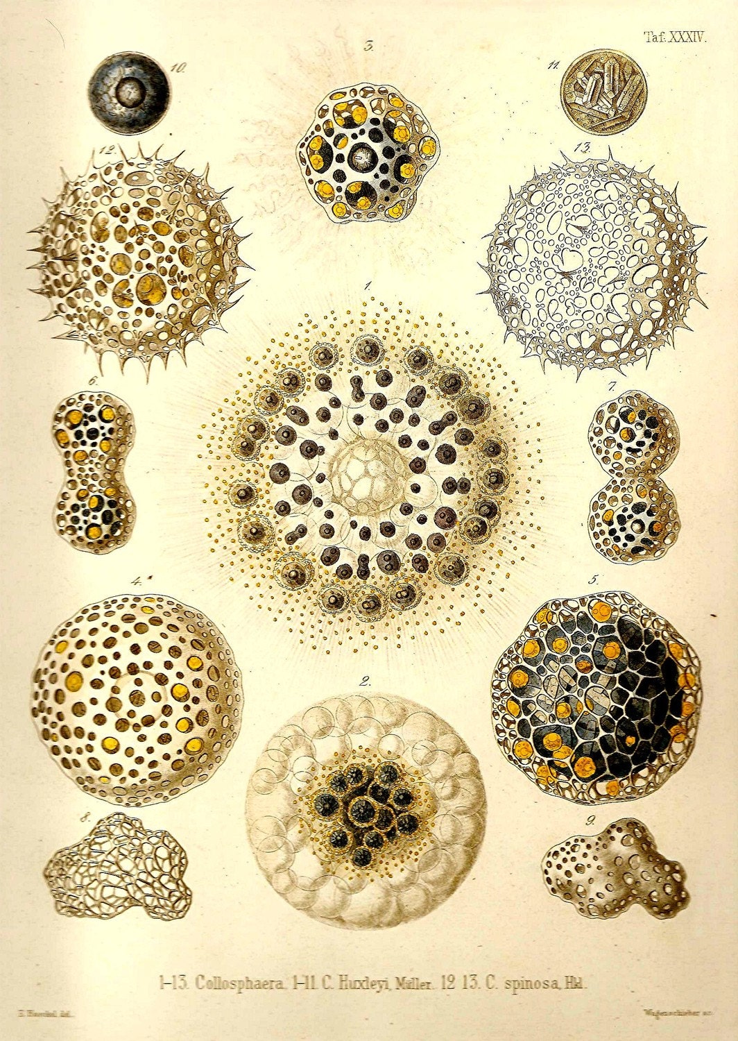 Ernst Haeckel OCEAN Lithograph Art Print Beautiful Book PLATE