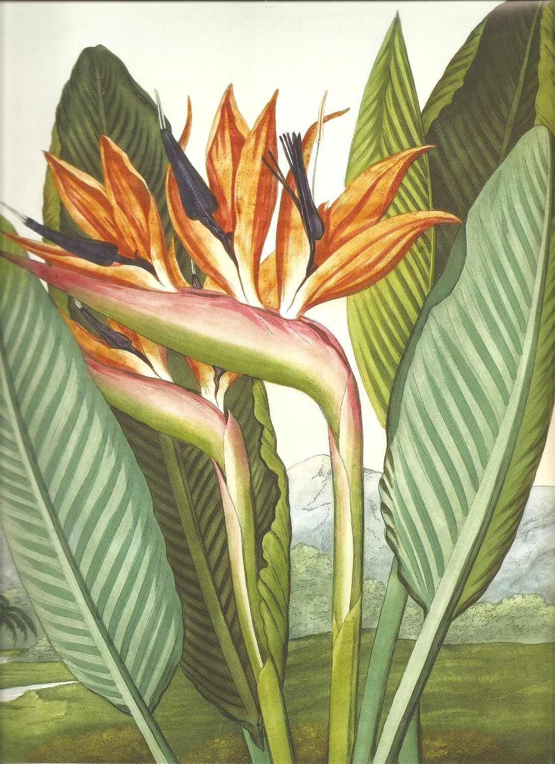 BIRD OF PARADISE Botanical Print by NaturalistCollection on Etsy