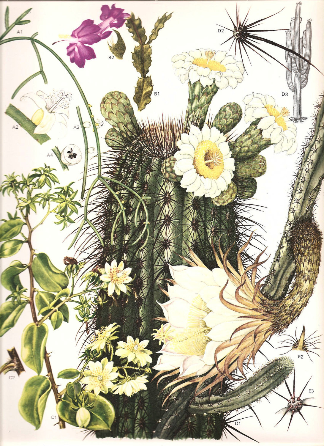 Vintage Botanical Cactus Print 1970 Color Art Book PLATE 176