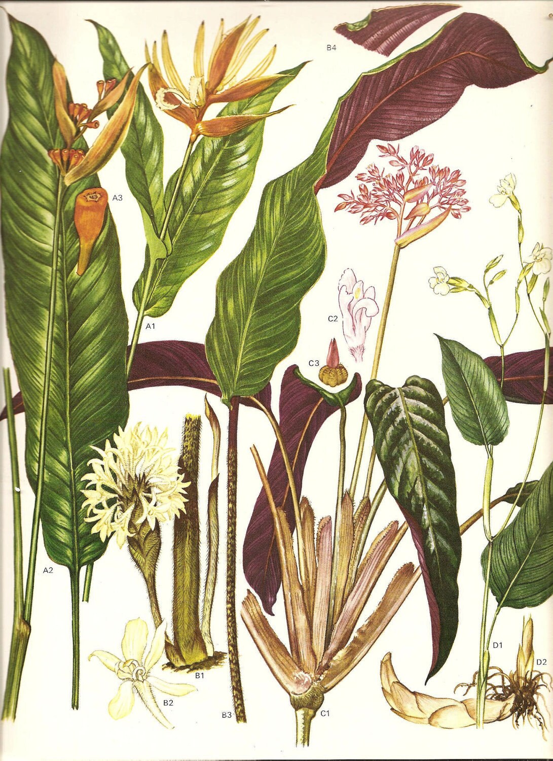 Vintage Botanical Print 1970 Color Art Print Wild Flowers