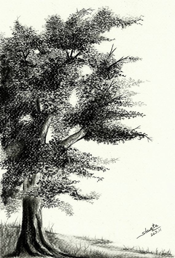Royal Oak Tree Original Charcoal Drawing