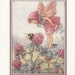 Red Clover Meadow Fairy, Flower Fairies Of The Countryside, Cicely Mary Barker, Antique Print, USA, 1989