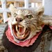This Old Vintage Taxidermy Bobcat Took The Long Way Home I'm Afraid
