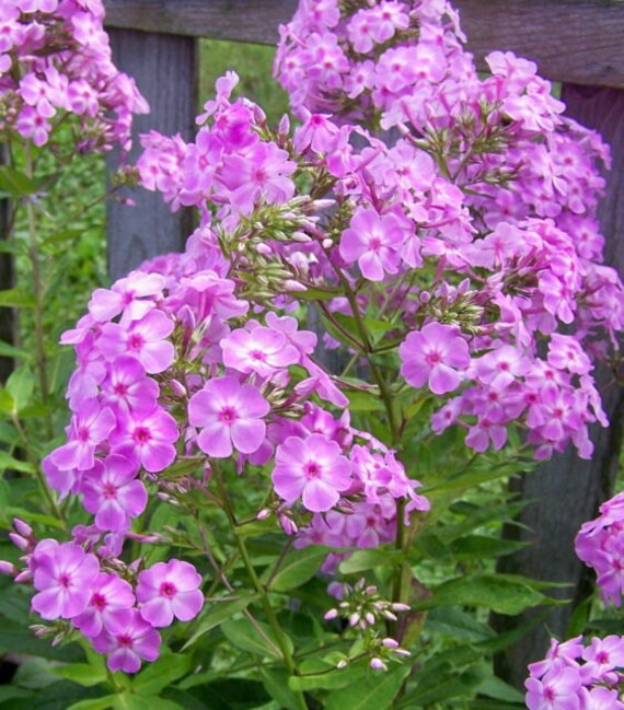 3 Ready to ship PINK GARDEN PHLOX Tall Fragrant Beauty by edolena