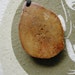 Alaskan Extinct Steller's Sea Cow Rib Bone Pendant Necklace