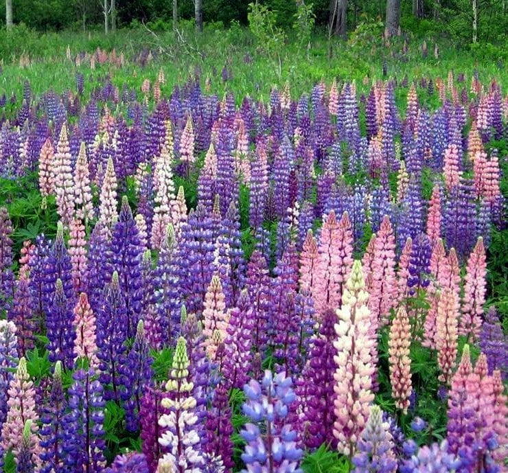 For SUMMER 2014 Planting 50 Wild Maine LUPINE by MAINESimple