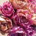 15 Dried Roses - Natural Color - Roses for Luck, Love, Romance and all other Matters of the Heart