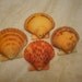 Bright Orange Scallop Shells, Drilled Tangerine Pectin Shells, Natural Color From the Ocean