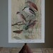 Vintage Bird Illustration - Heron, Ornithological Print