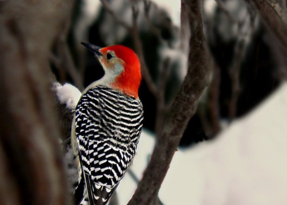 Woodpecker Bird Photography Red Bellied,black and white striped,Gift idea,winter,snow,nature lovers decor,beautiful red head,woodpecker,