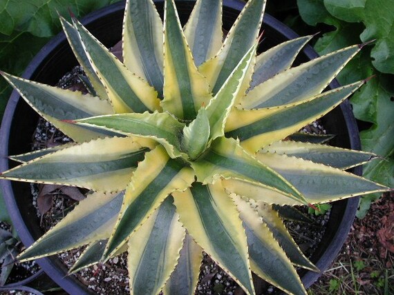 Variegated Agave 'cornelius' Quasimoto