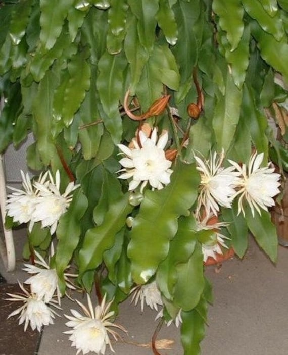 Image result for Night-Blooming Cereus (Epiphyllumoxypetalum)