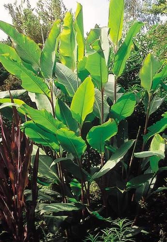 Canna 'Musafolia' GIGANTIC banana-like leaves. Grows