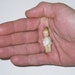Tiny Antique 1 1/2" German Bisque Doll Frozen Charlotte Type Victorian Era w/Bow