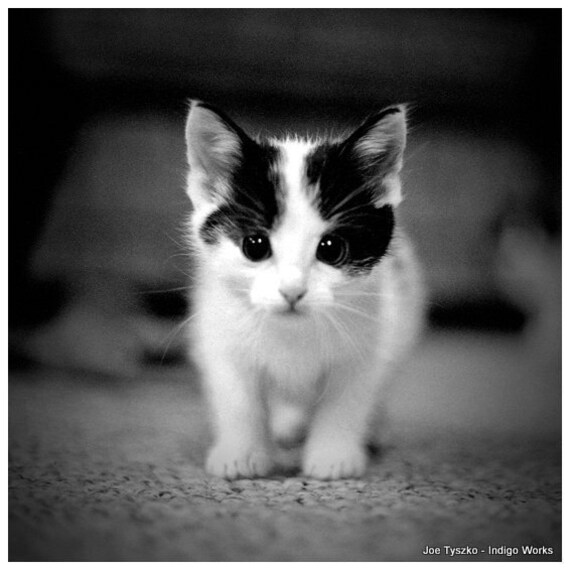 Articles similaires à Photo de chaton noir et blanc photographie animalière sur Etsy Articles similaires à Photo de chaton noir et blanc photographie animalière sur Etsy