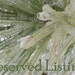 Reserved listing for koisarmatthews