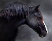 postcard -  BLACK HORSE Portrait Stallion - black blue rust - Cowgirl Cowboy - single-sided glossy photo postcard blank back and envelope.