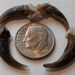 Lot Of 10 Genuine Red Fox Claws