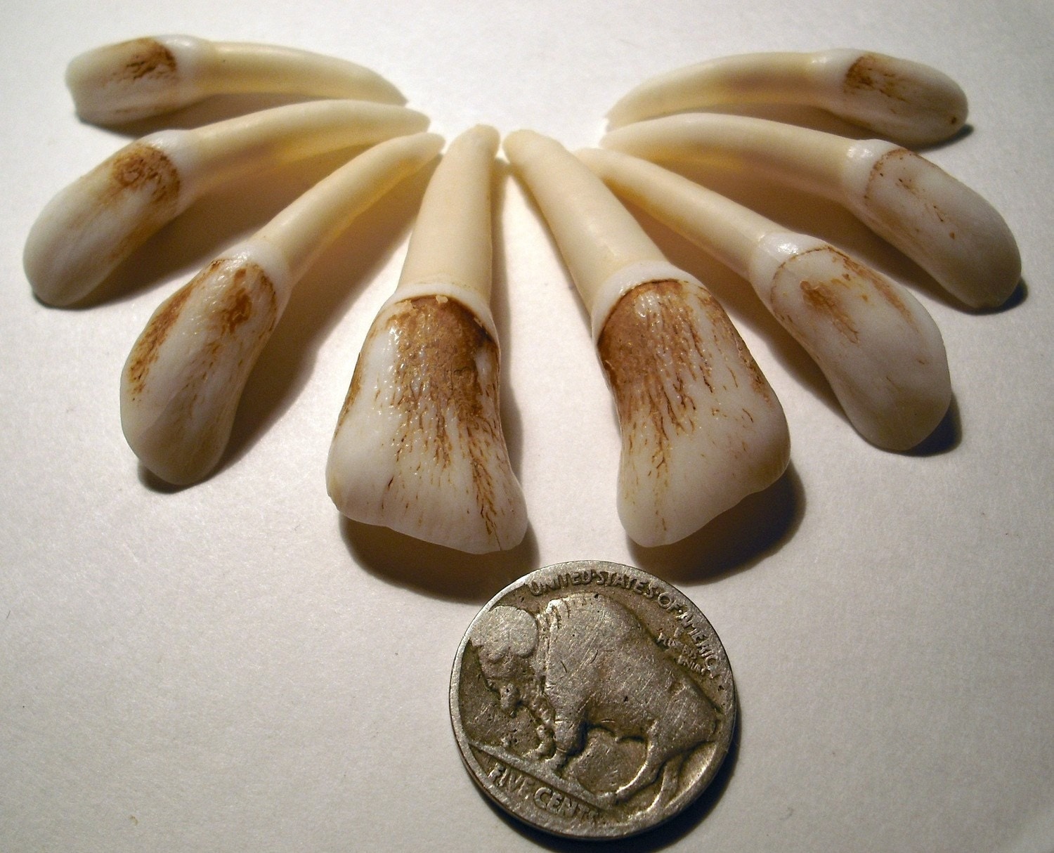 Rare Genuine Elk Teeth Lot of 8 from one Elk Extra Large