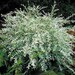Hakuro Nishiki Willow or Tri Colored Willow 3 Plants