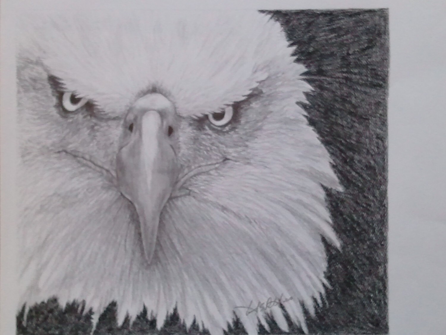 Eagle Charcoal Graphite Original Drawing