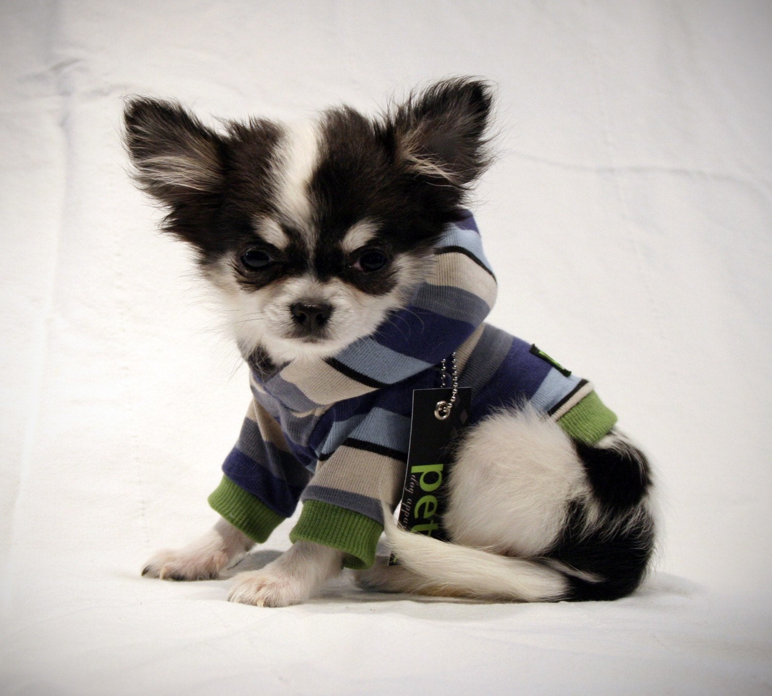 Spring Chihuahua Boy blue stripe dog Shirt Reserved for Enny